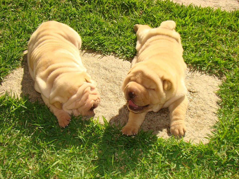 deux chiots Shar-Pei