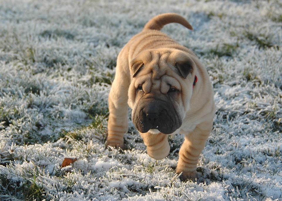 un Shar-Pei qui marche