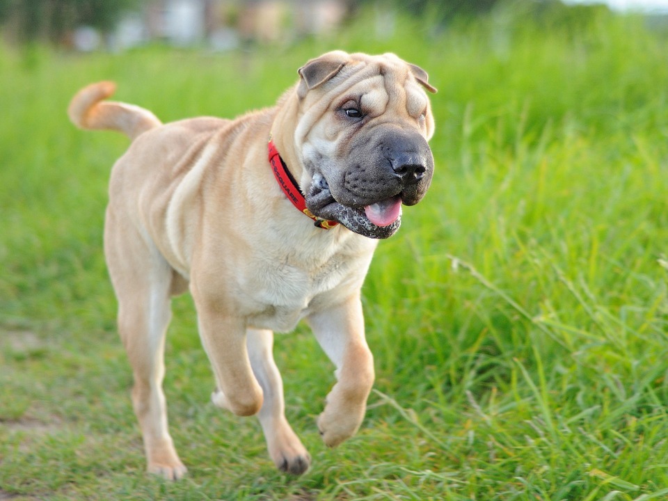 un Shar-Pei qui court