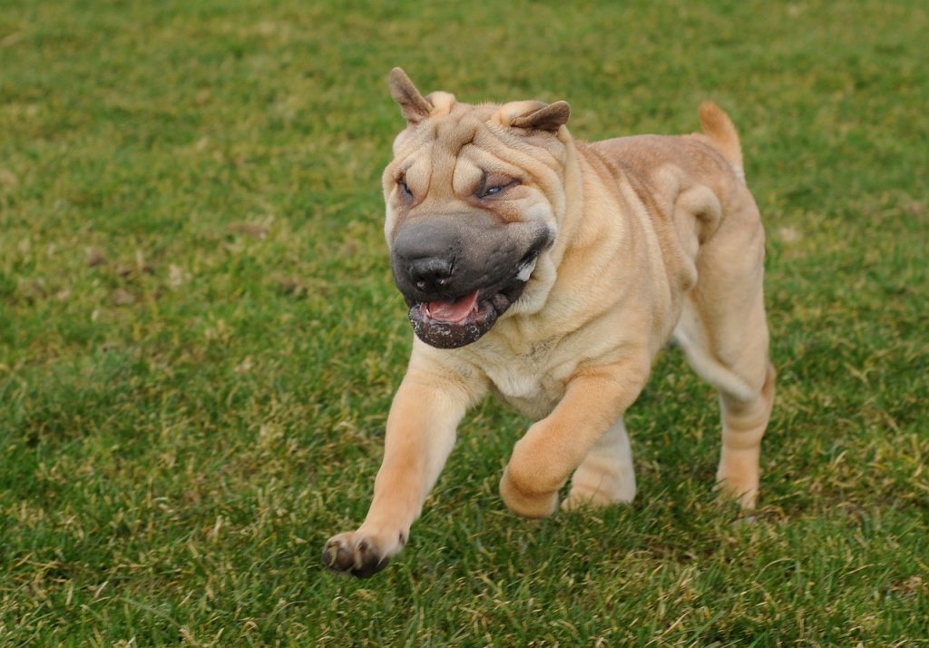 un Shar-Pei dans l'herbe