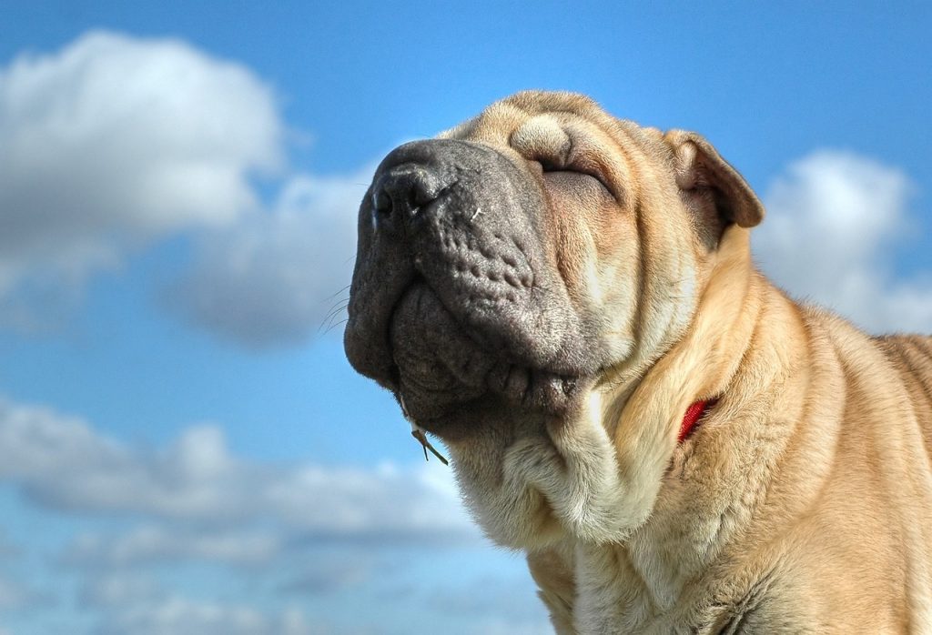 un Shar-Pei les yeux fermés