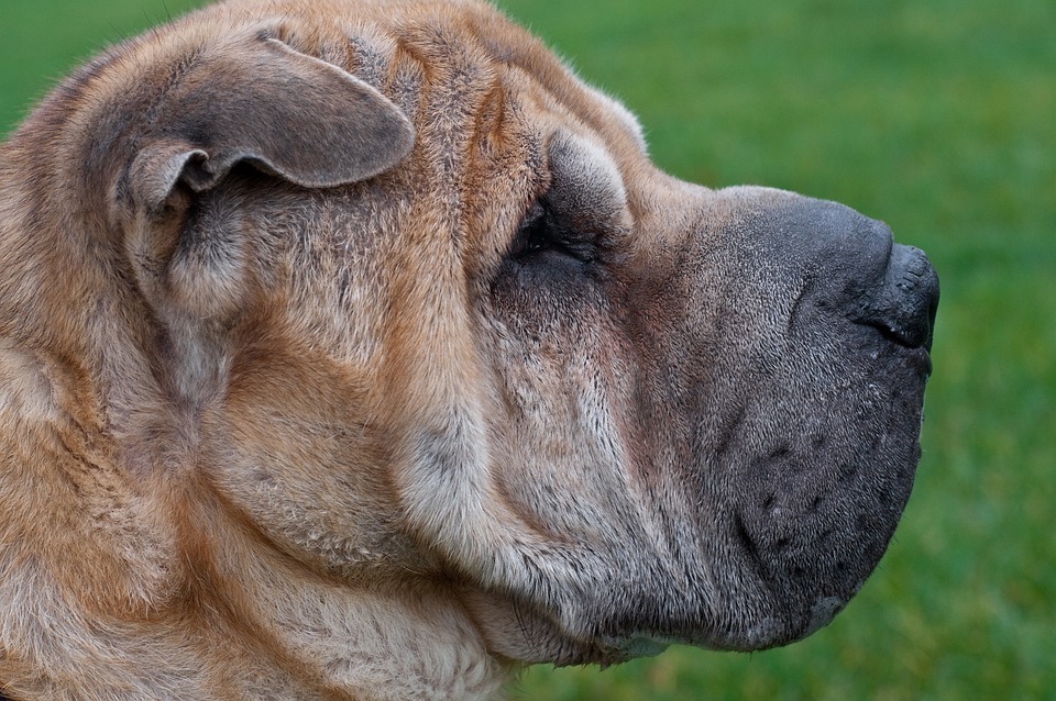 une tête de Shar-Pei de profil