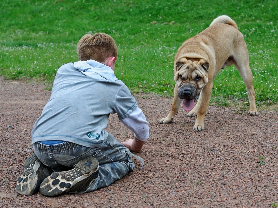 un enfant qui joue avec un Shar-Pei