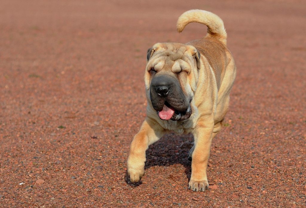 un Shar-Pei en train de courrir
