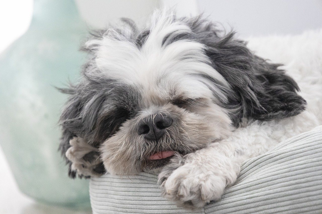 Un Shih-tzu endormi