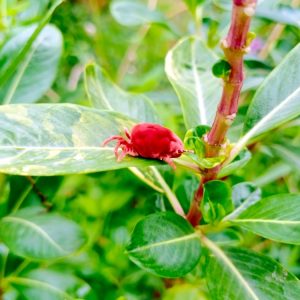 un aoûtat dans l'herbe