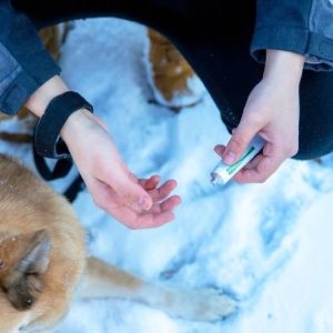 pommade sur la patte d'un chien