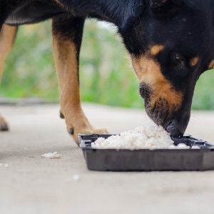 un chien qui mange du riz