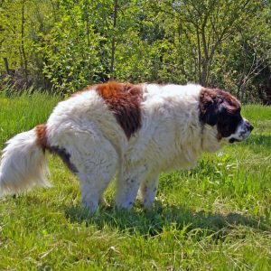 un chien qui fait sa crotte