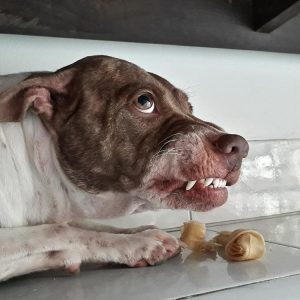 un chien qui montre les dents