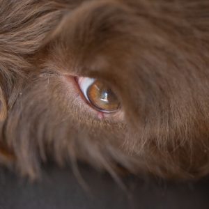 un chien avec un orgelet