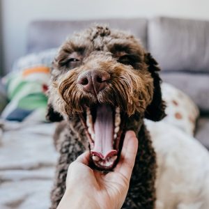 examen dentaire d'un chien