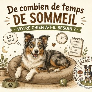 temps de sommeil chien