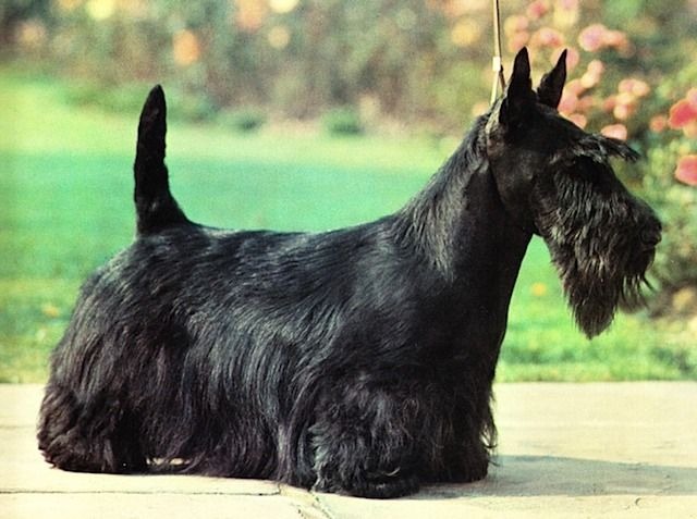 un Scottish-Terrier dans toute sa splendeur