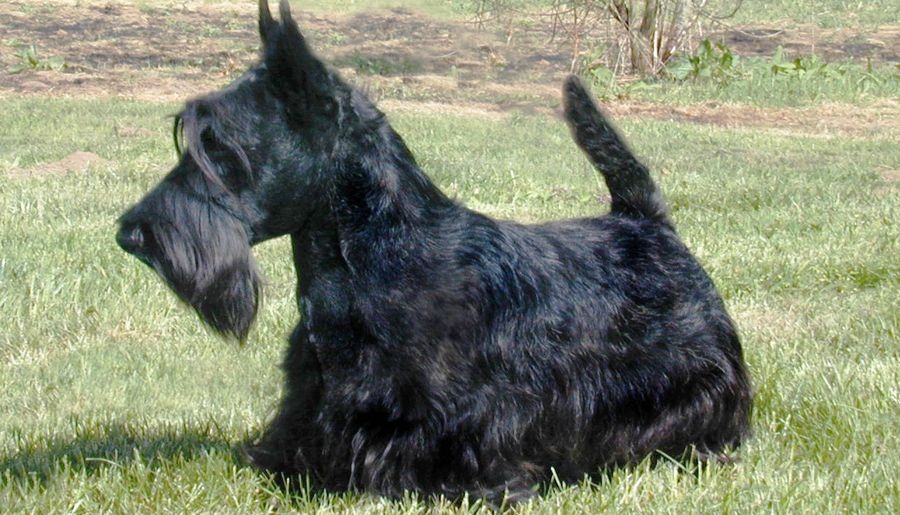 un Scottish-Terrier dans l'herbe