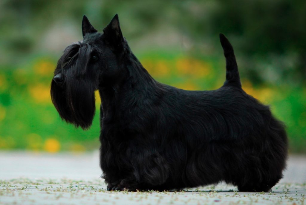 un Scottish-Terrier noir