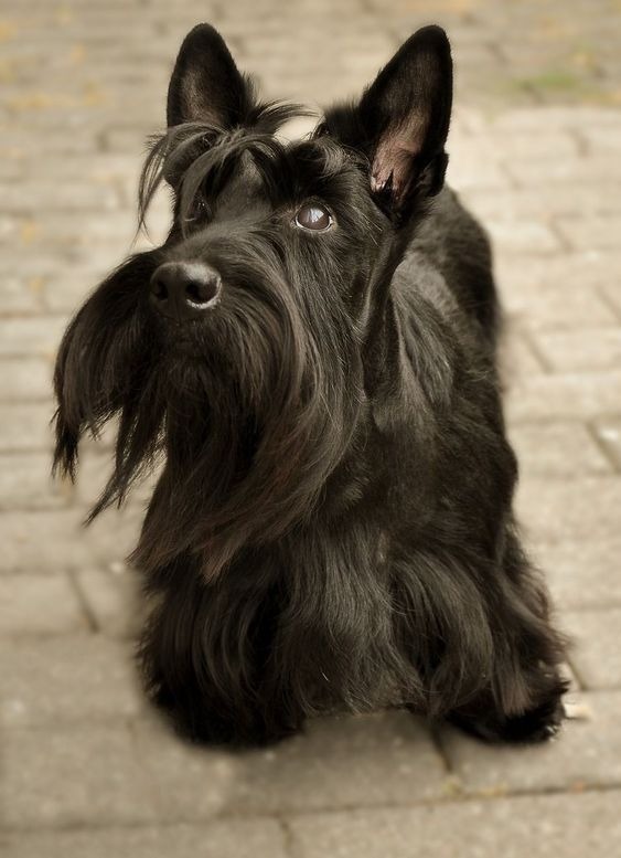 un Scottish-Terrier qui regarde en l'air