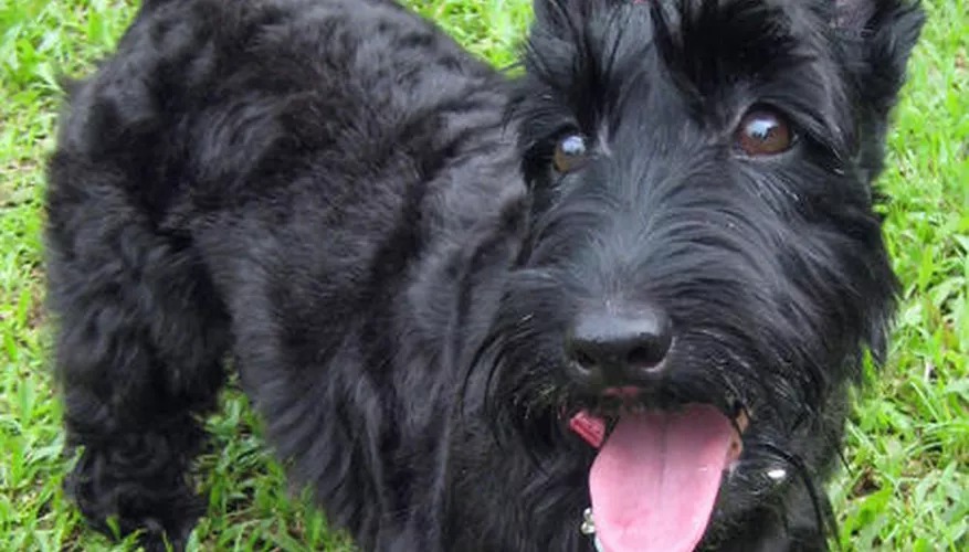 un Scottish-Terrier qui tire la langue