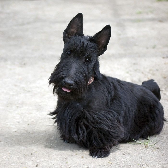 un Scottish-Terrier assis