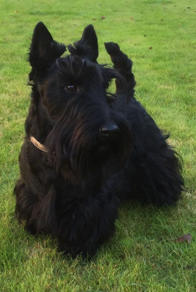 un Scottish-Terrier dans l'herbe