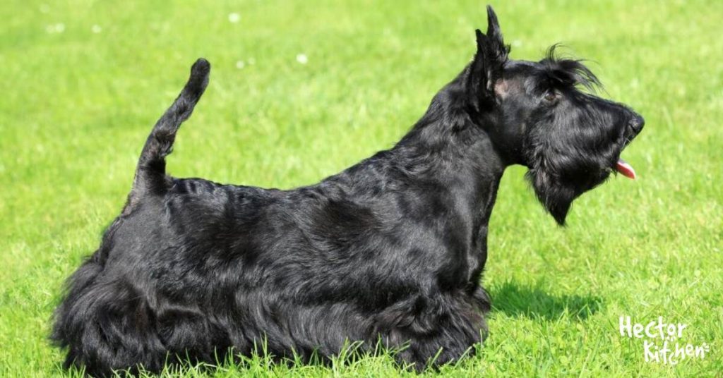 un Scottish-Terrier dans l'herbe