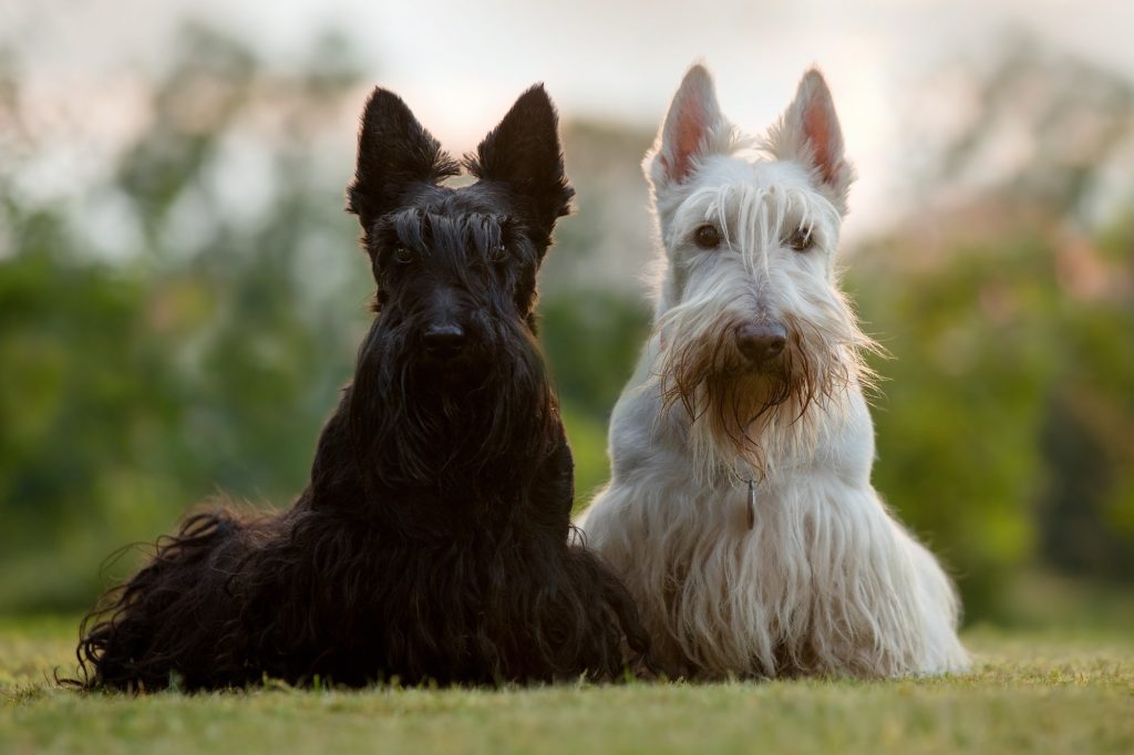 deux Scottish-Terriers