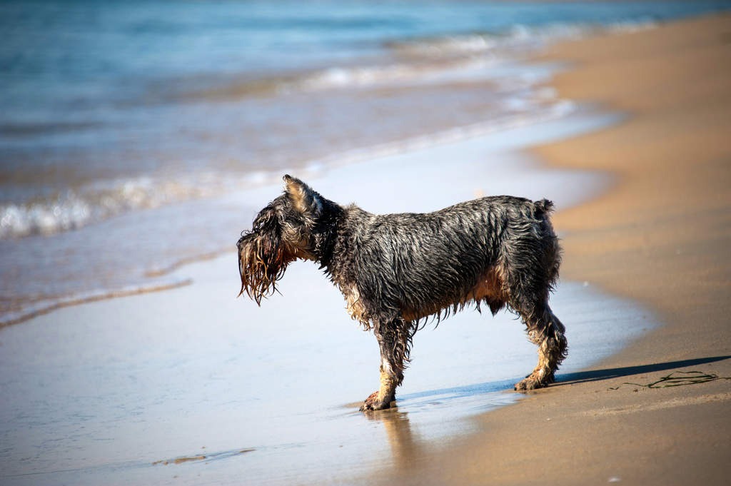 un Scottish-Terrier au bord de la mer