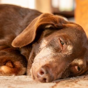 chien endormi les yeux légèrement ouverts