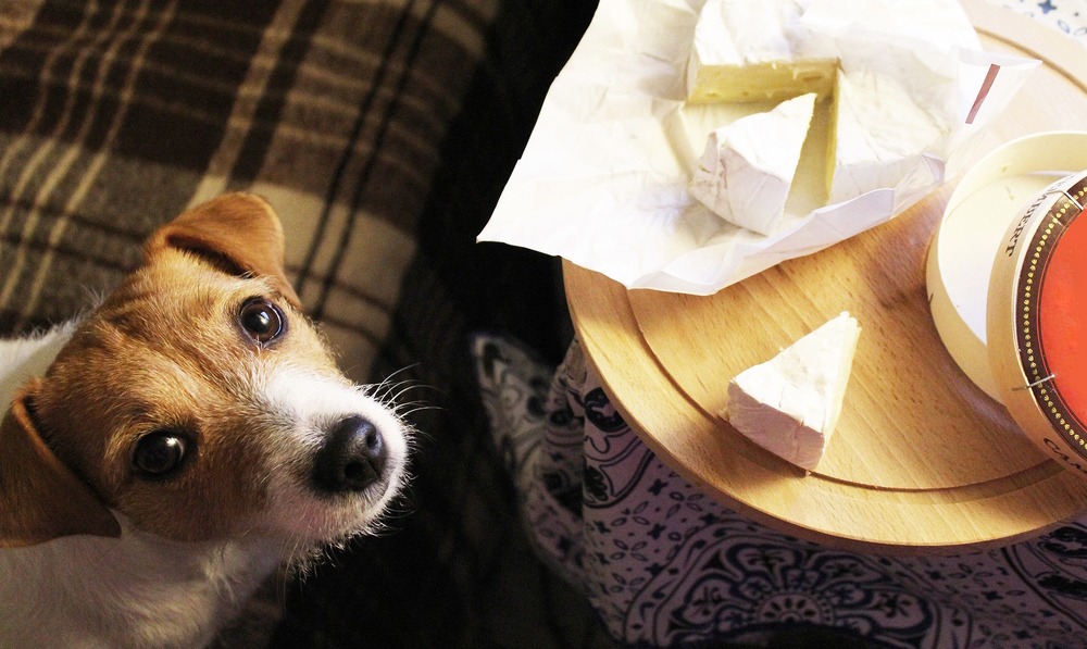 un chien qui convoite un morceau de fromage