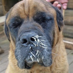 un chien qui s'est fait piqué par un porc-épic