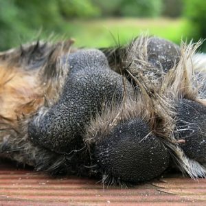 des coussinets de chiens
