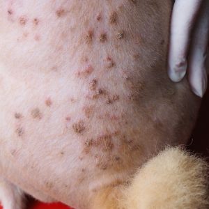 croutes sur le dos d'un chien