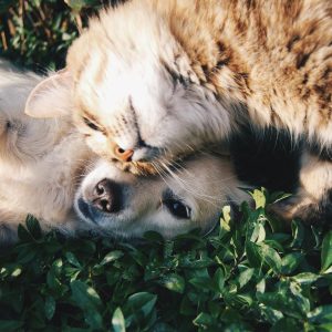 un chat et un chien qui se câlinent