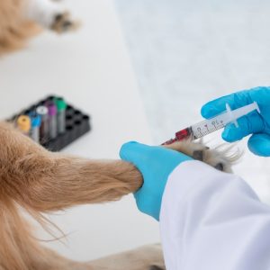 prise de sang pour un chien