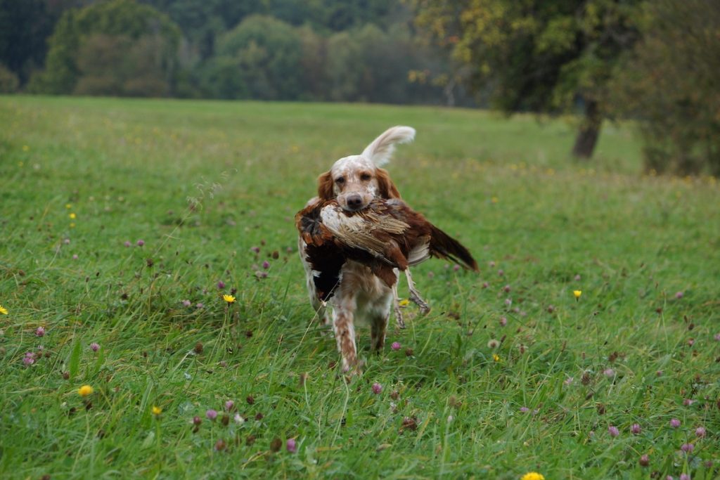un Setter anglais à la chasse