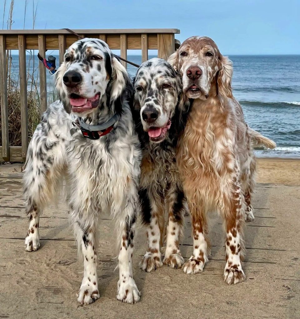 trois Setters anglais