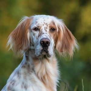 Un Setter anglais qui regarde devant lui