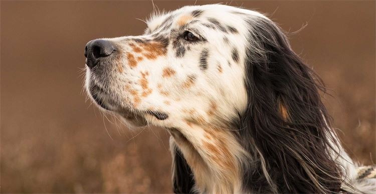 un Setter anglais à l'air doux
