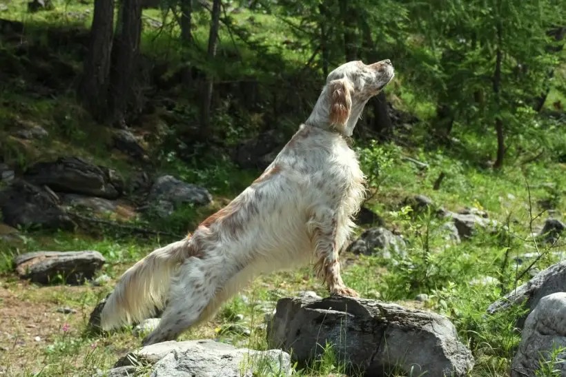 un Setter anglais en majesté