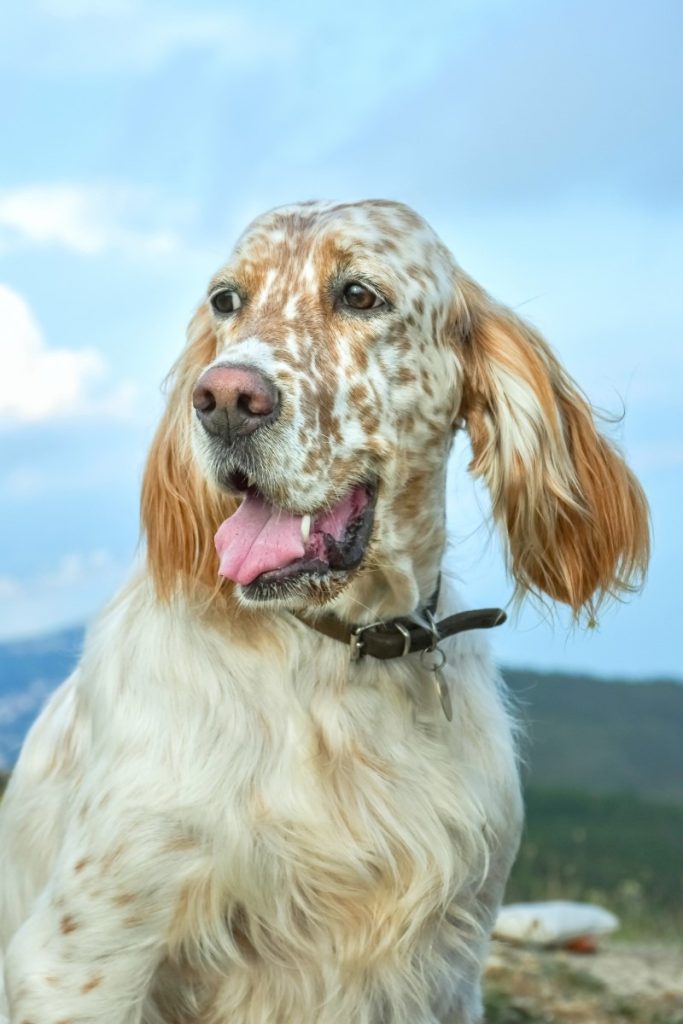 un magnifique Setter anglais