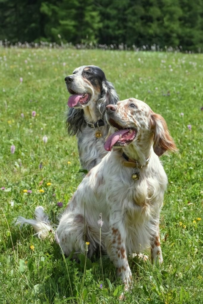 deux Setters anglais dans la nature