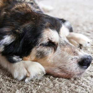 un chien allongé