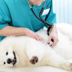auscultation d'un chien par un vétérinaire