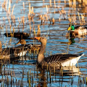canards