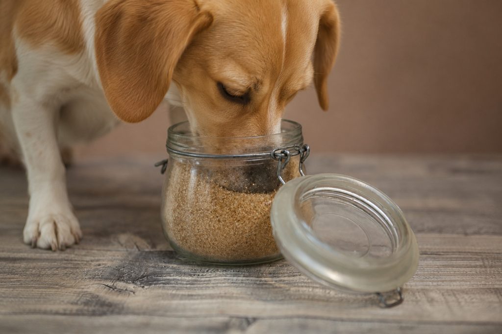 un chien qui met son museau dans un bocal de sucre roux