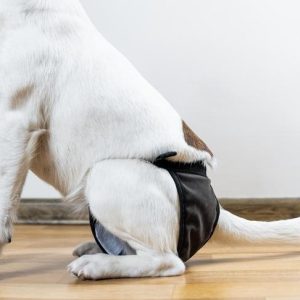 un chien qui porte une couche