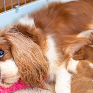 une chienne allaitante