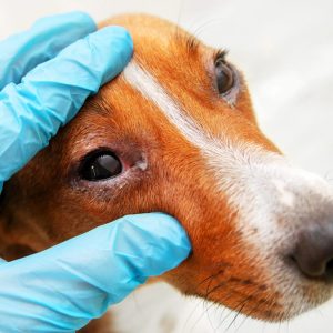 examen de l’œil d'un chien