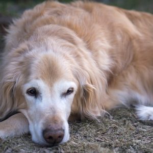 un vieux chien couché sur le sol
