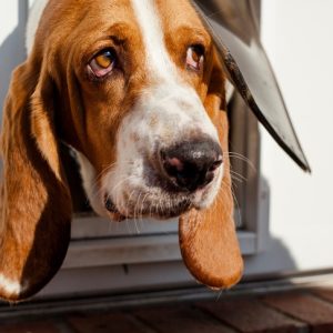 un Basset hound